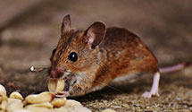 24 Hour & Emergency Exterminators in Miner, MT